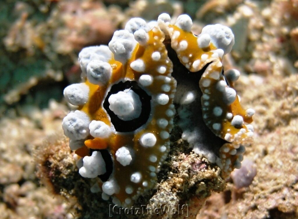 Nudibranc