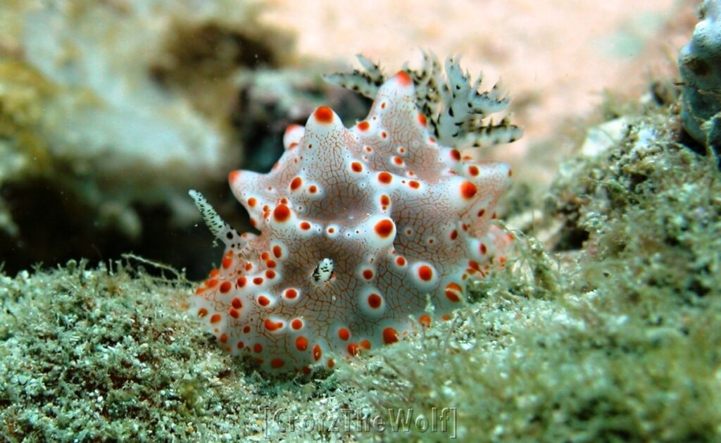 Nudibranch