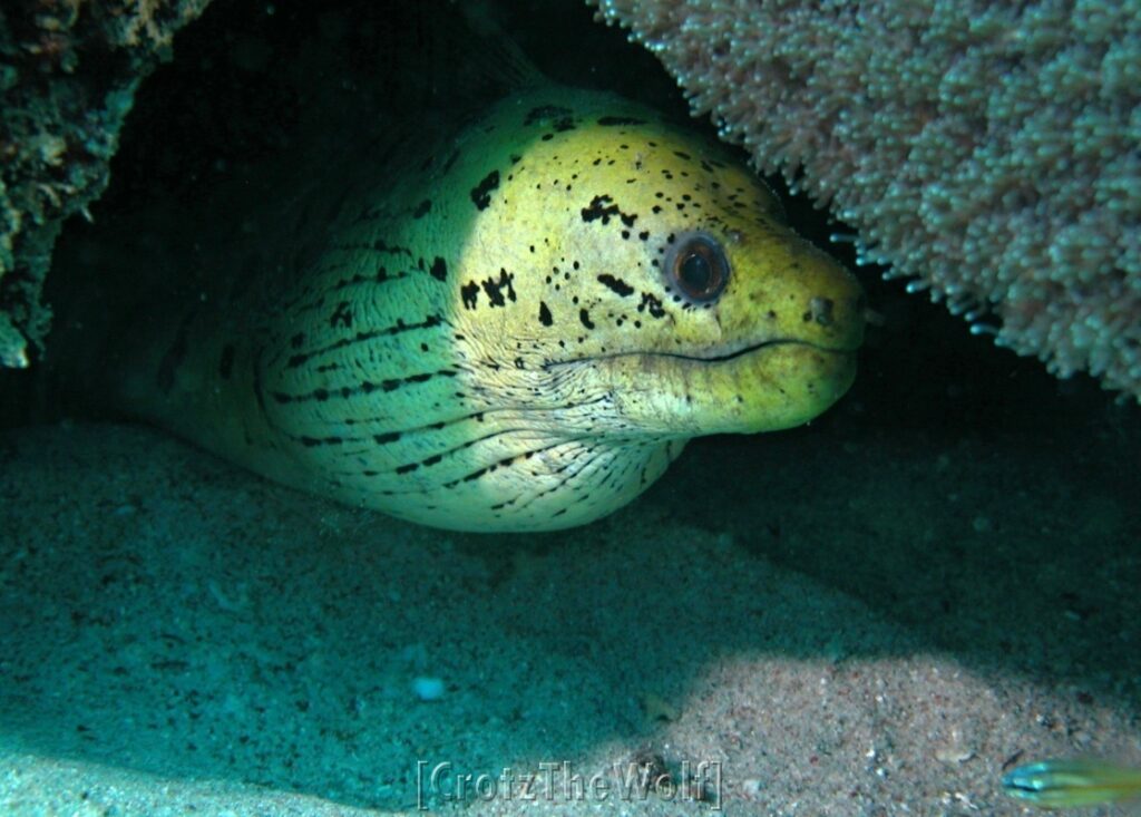 fimbriated moray