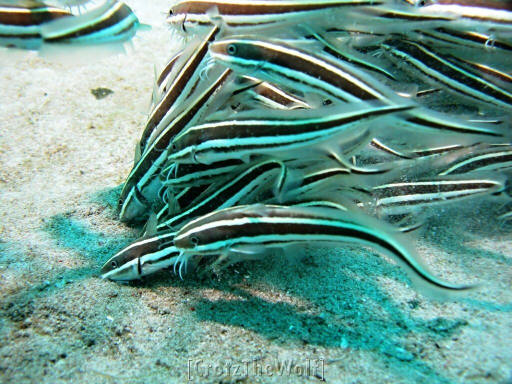 striped eel catfish