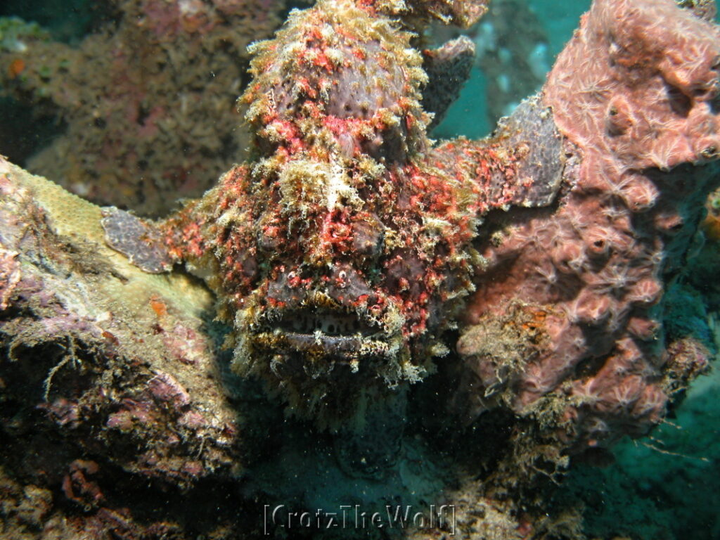 painted frogfish