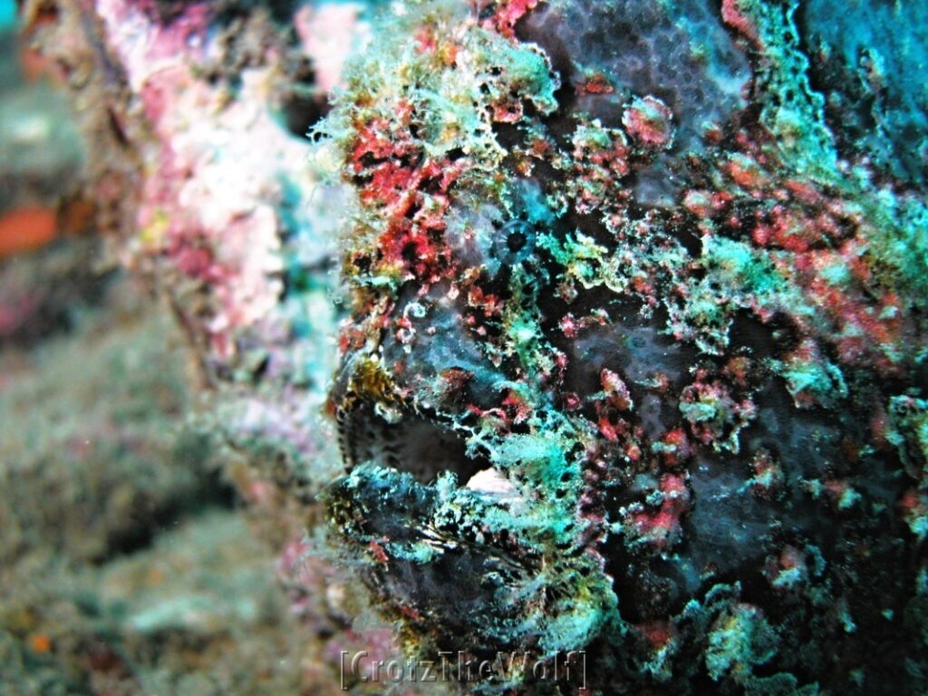 painted frogfish