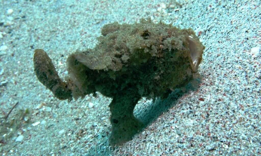 painted frogfish