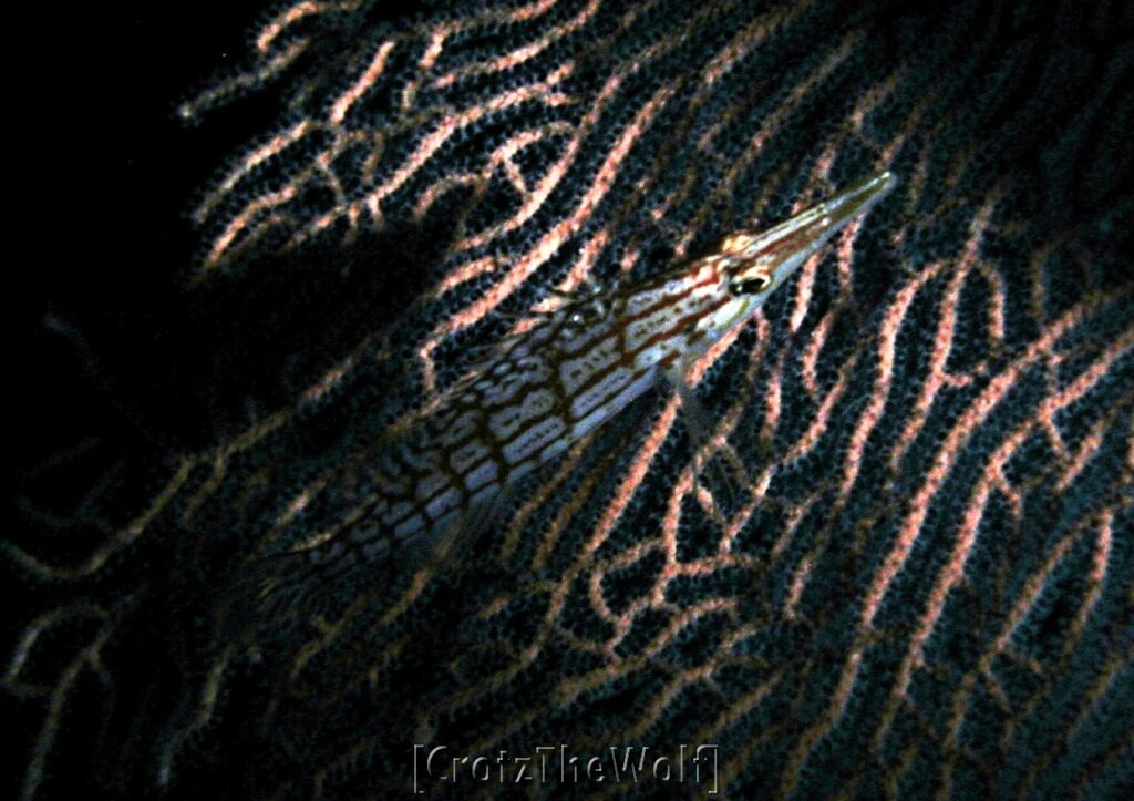 longnose hawkfish