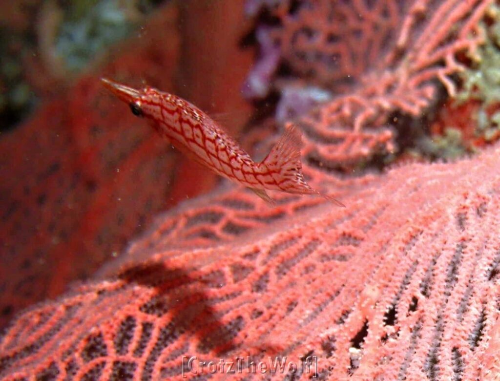 longnose hawkfish