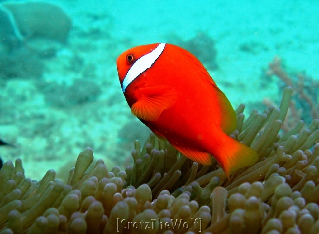 tomate anemonfish