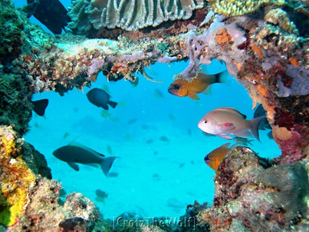 yellow cardinalfish