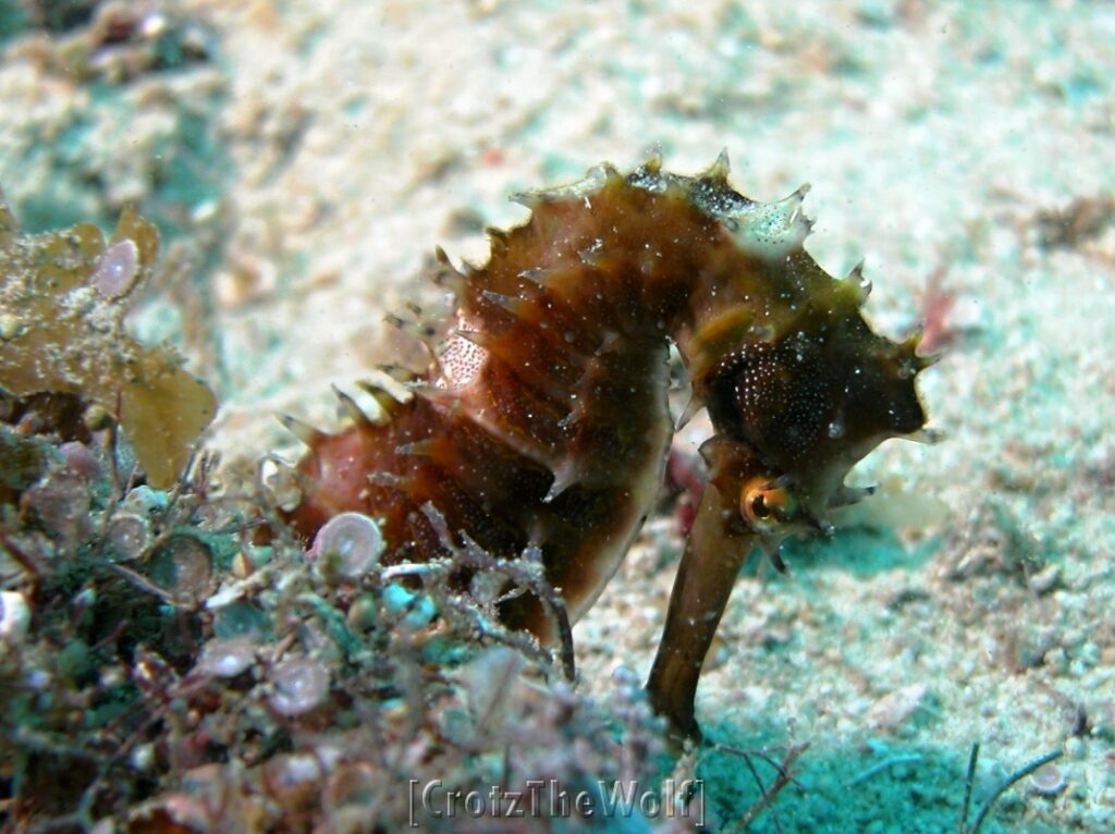 seahorse