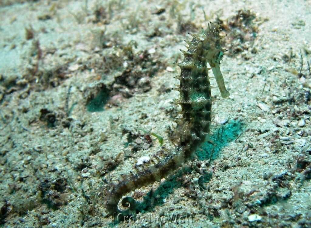 seahorse