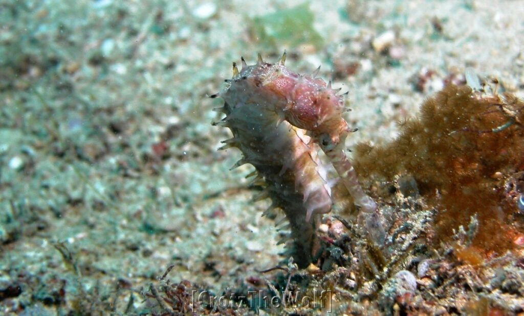 seahorse