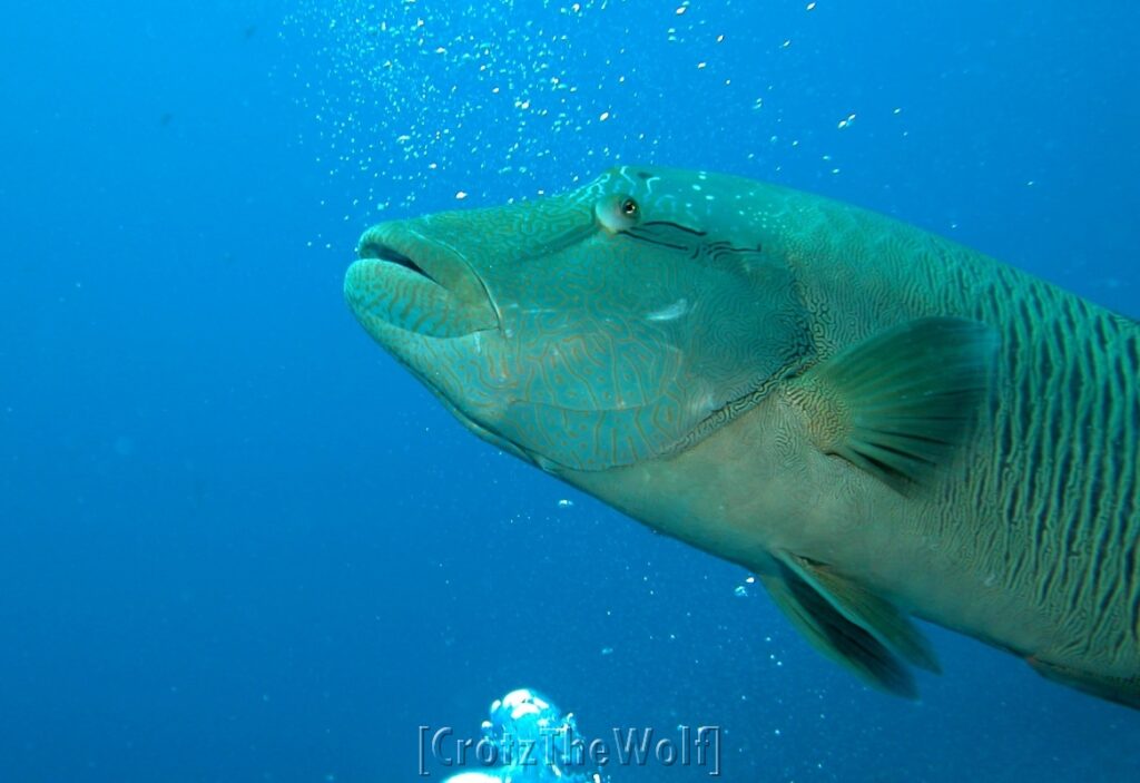 napoleon wrasse