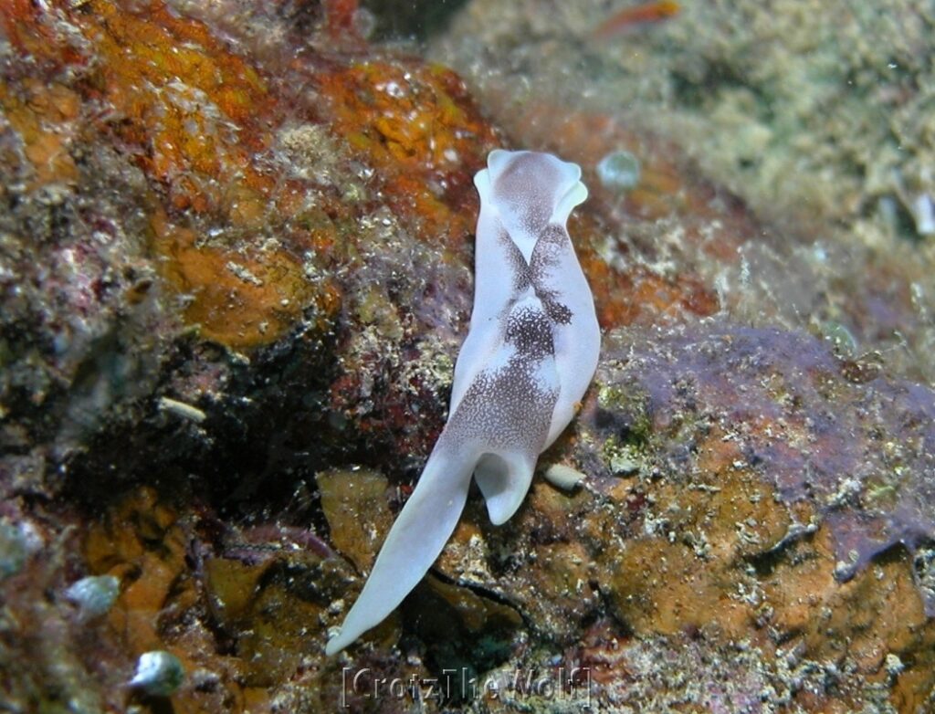 nudibranch