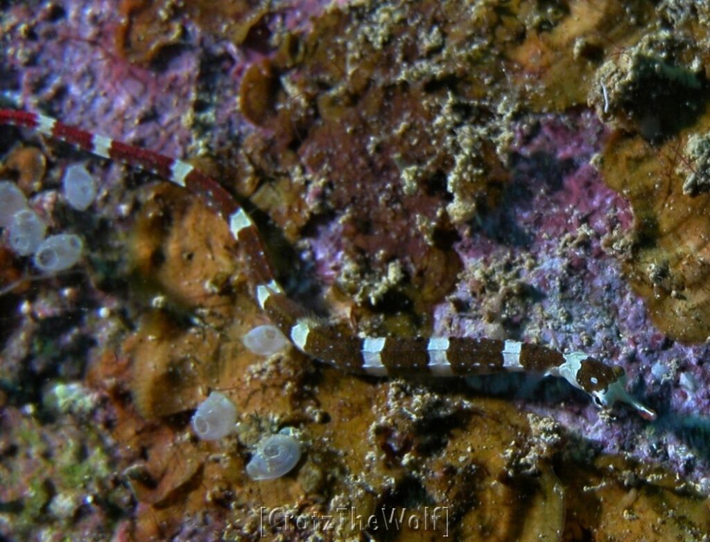 brown banded pipefish