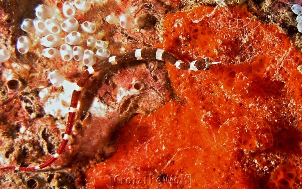 brown banded pipefish