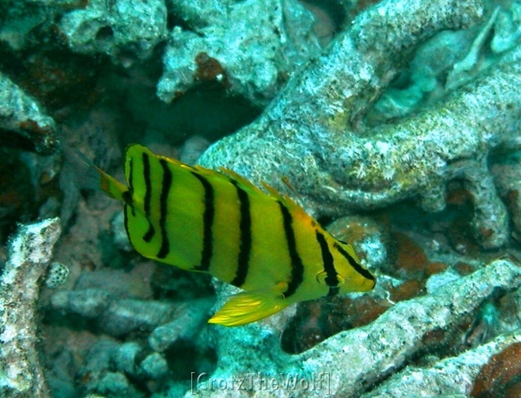 eight banded butterflyfish