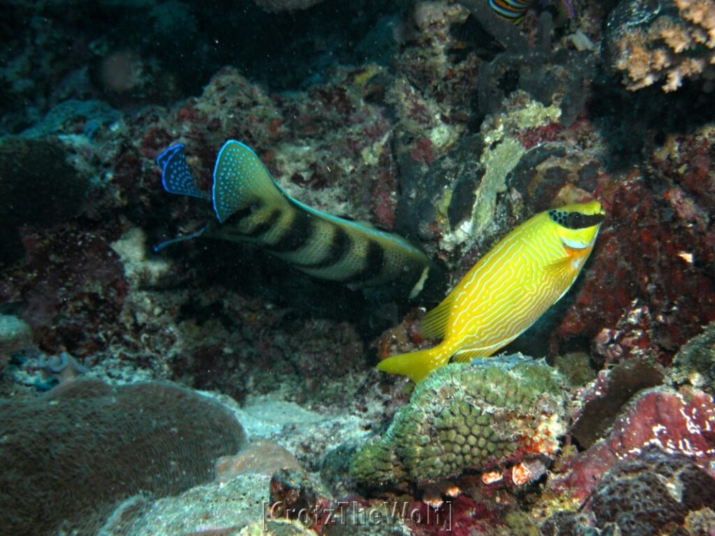 masked rabbitfish