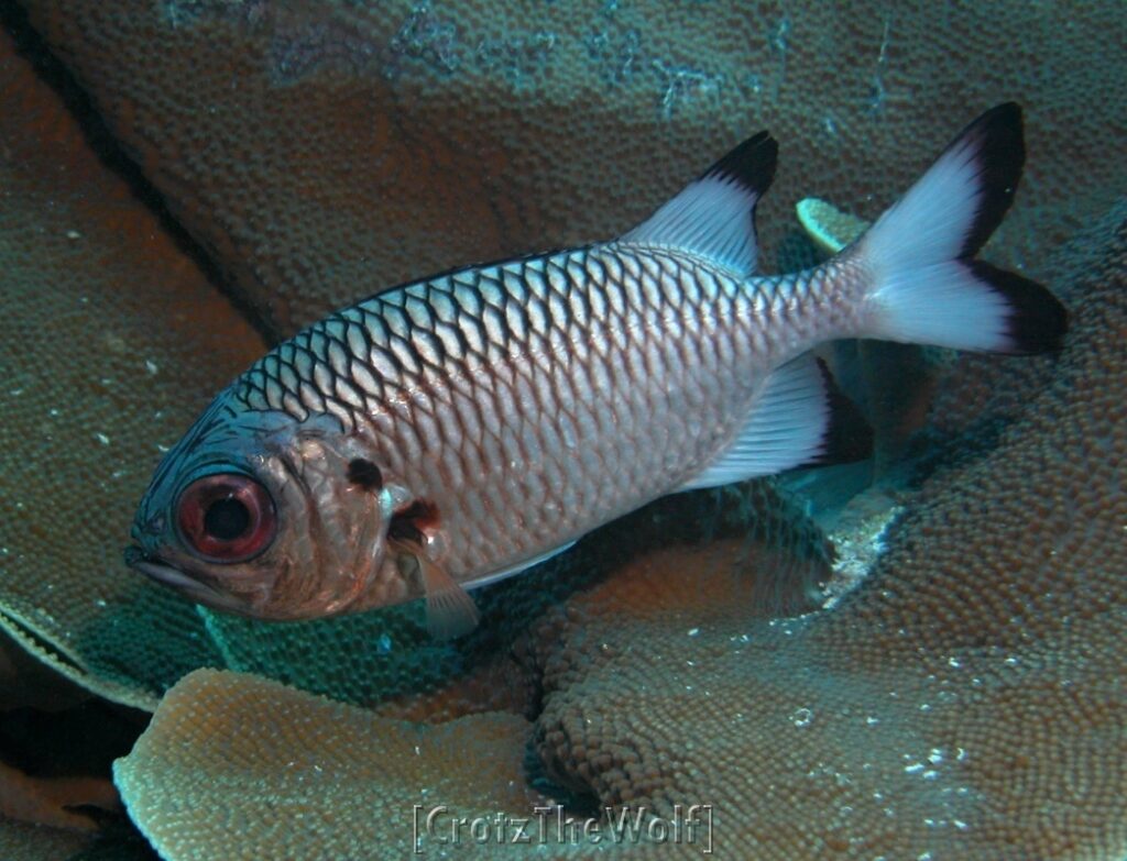 shadowfin soldierfish