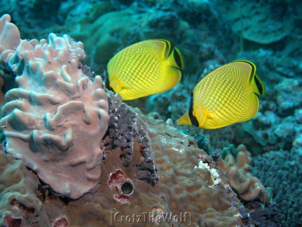 latticed butterflyfish