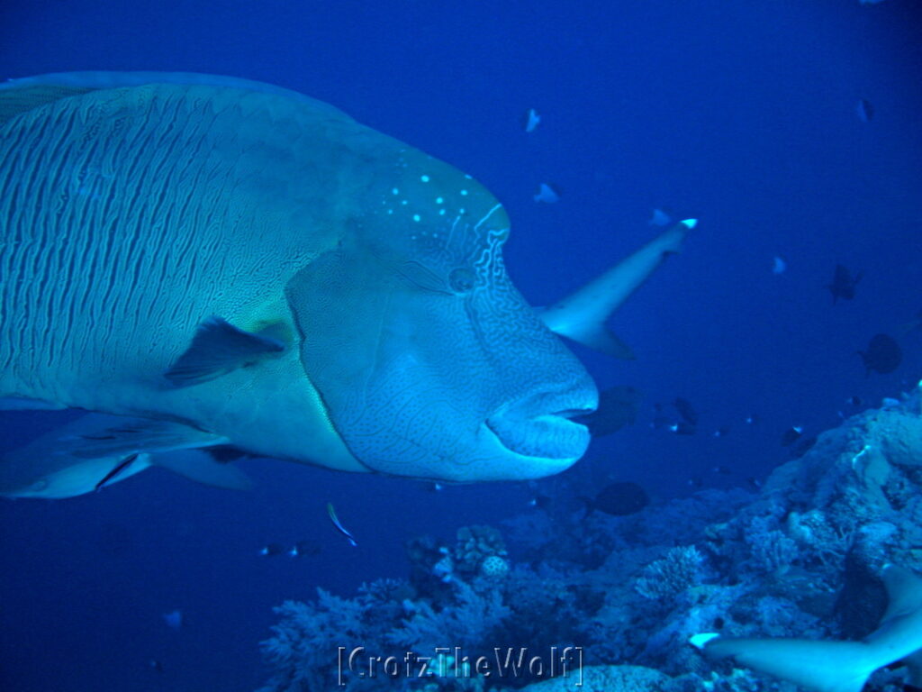 napoleon wrasse