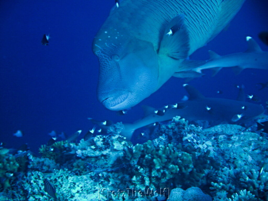 napoleon wrasse