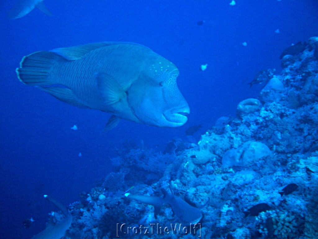 napoleon wrasse