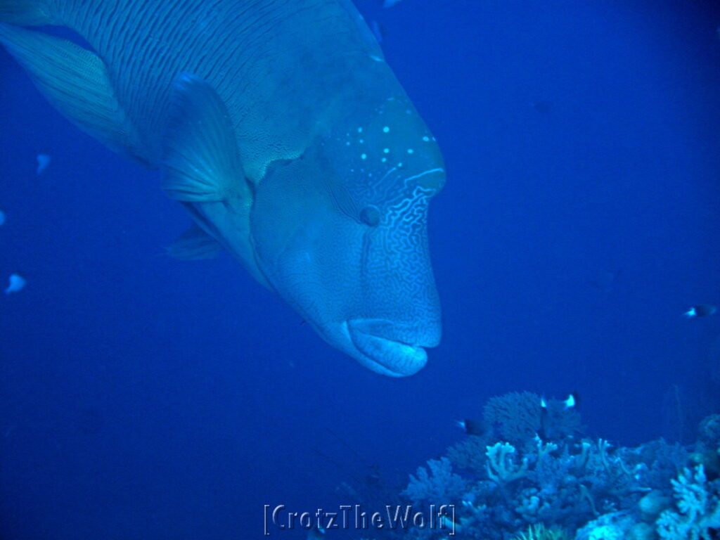 napoleon wrasse