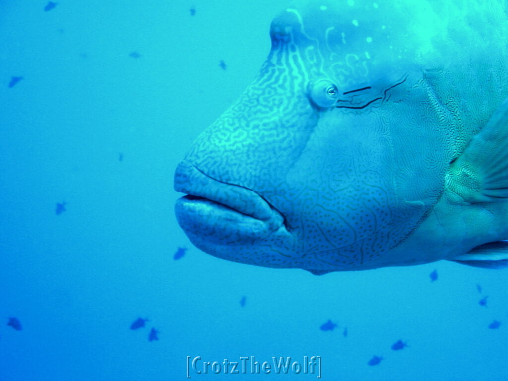 napoleon wrasse