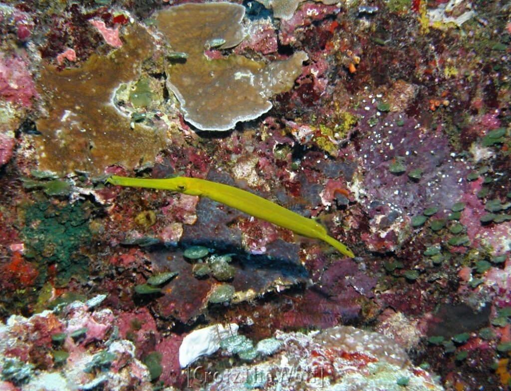 golden variation trumpetfish