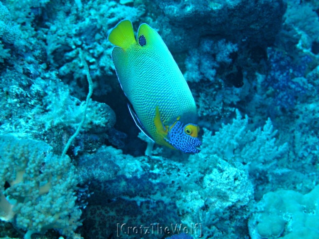 yellow mask angelfish