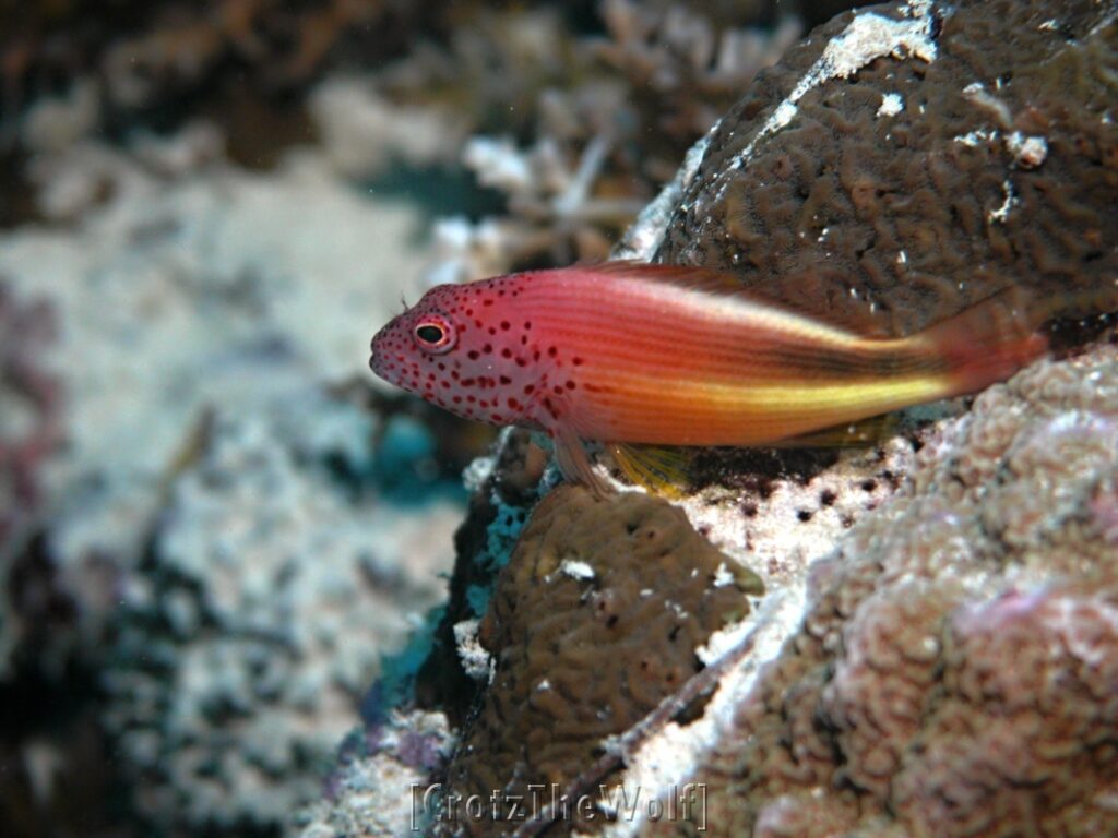 freckled hawkfish