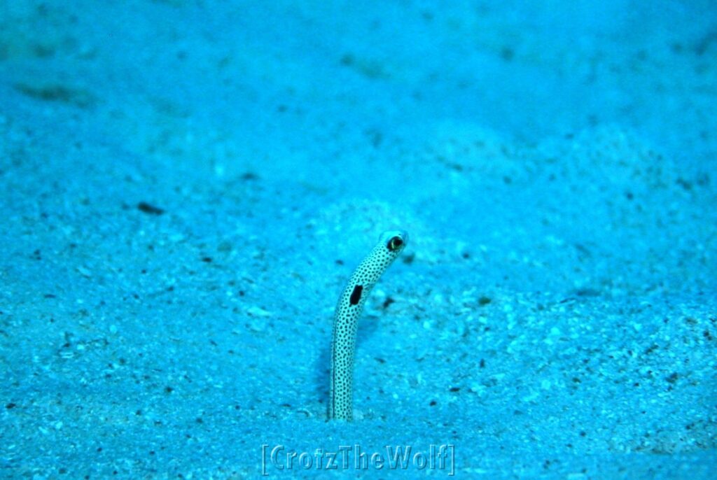 garden spotted eel