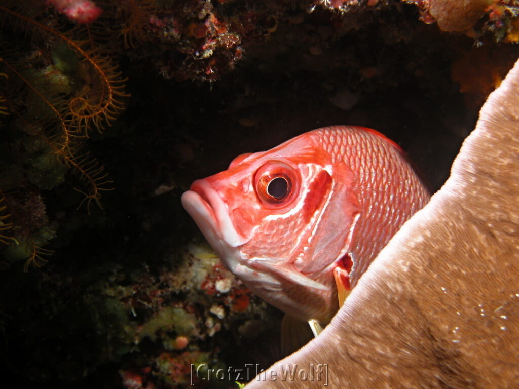 tahitian squirrelfish