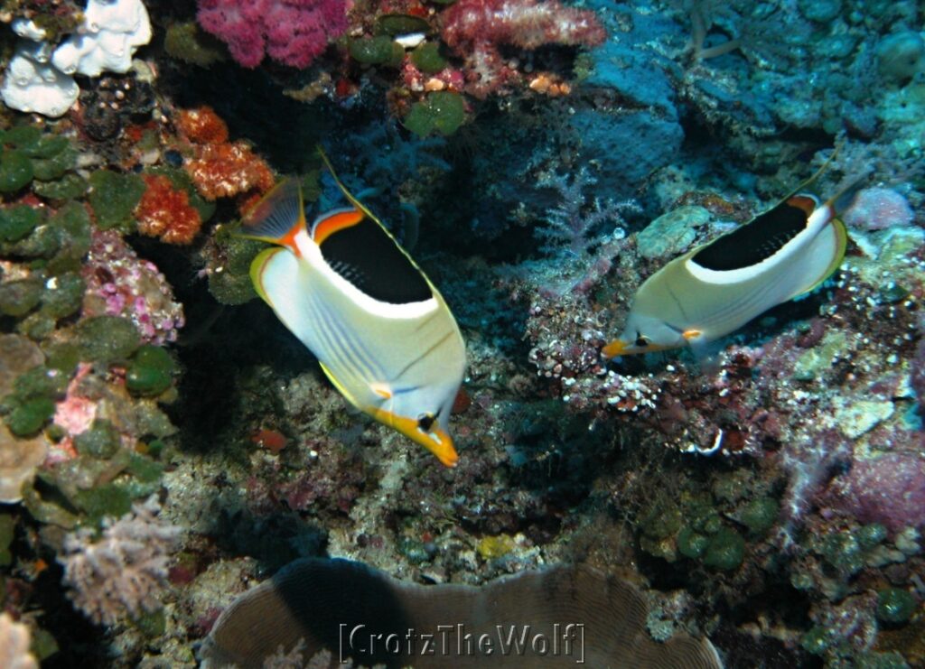 saddled butterflyfish