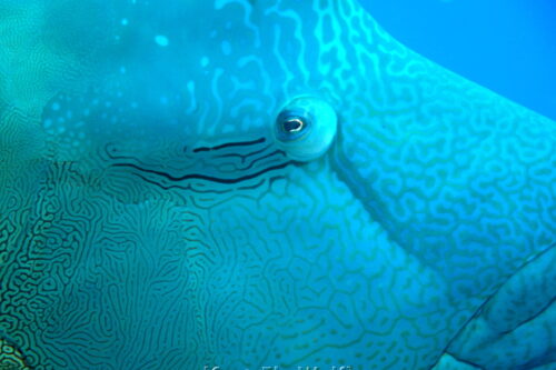 napoleon wrasse