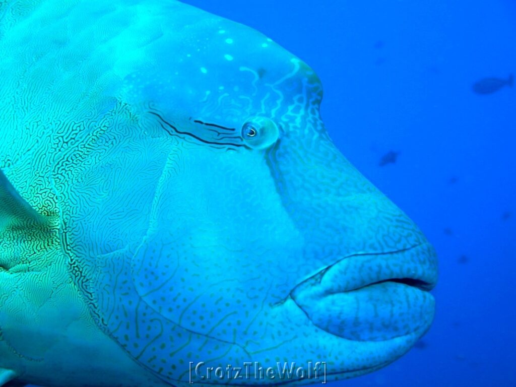 napoleon wrasse