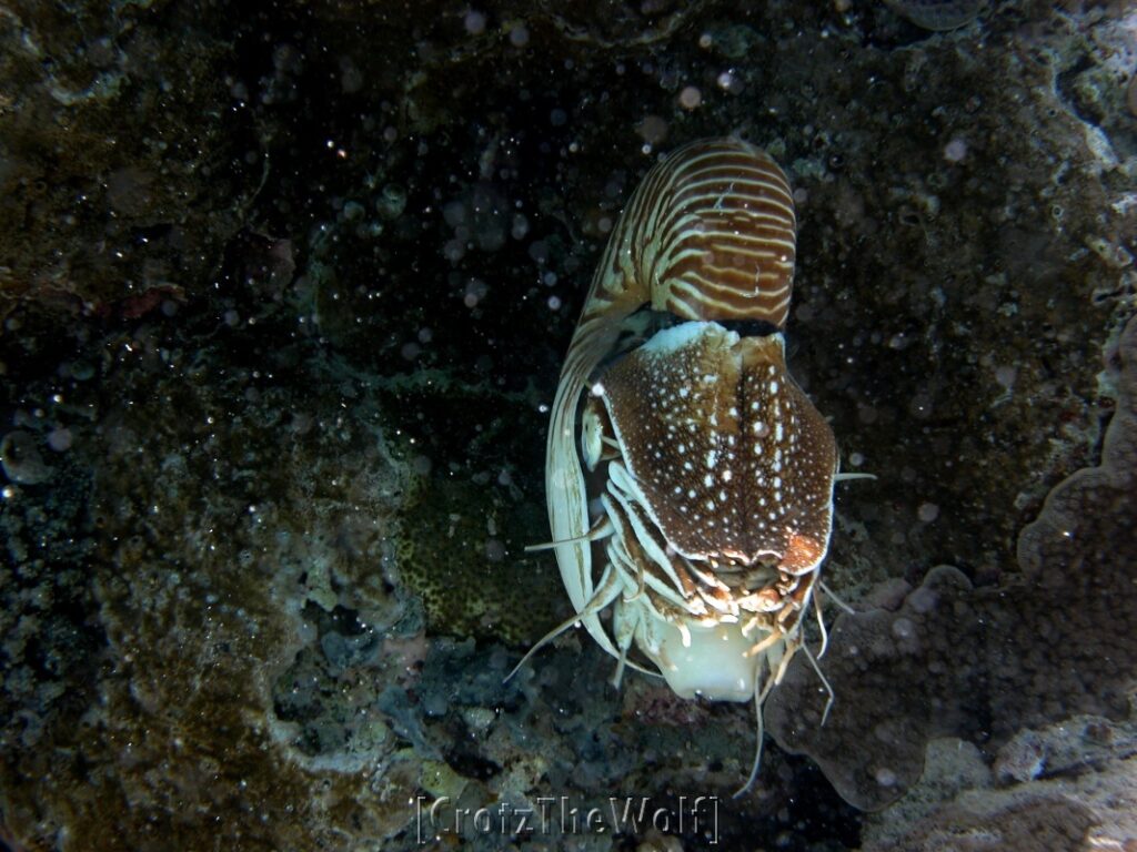 nautilus