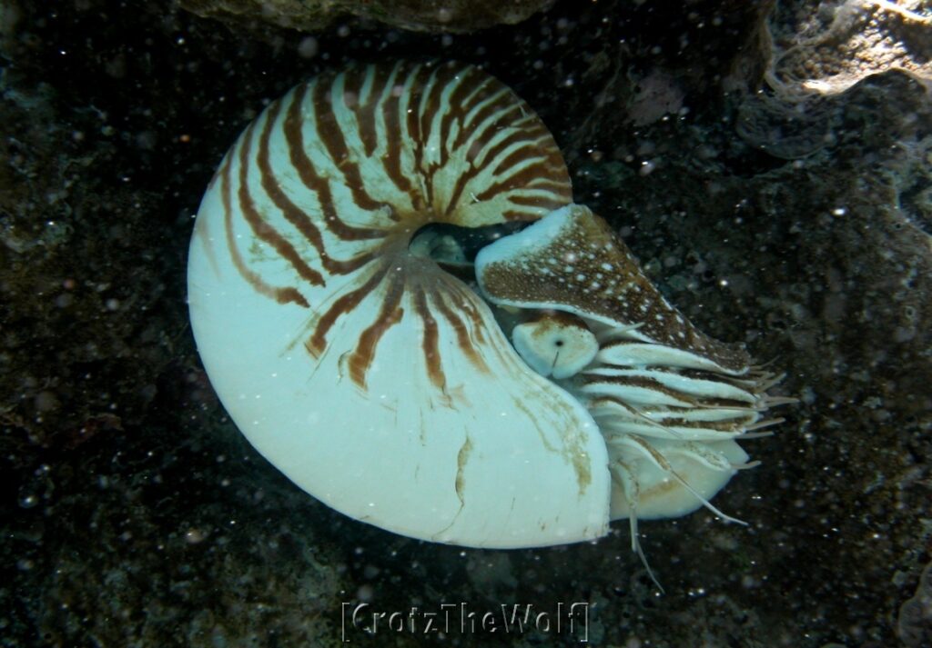 nautilus