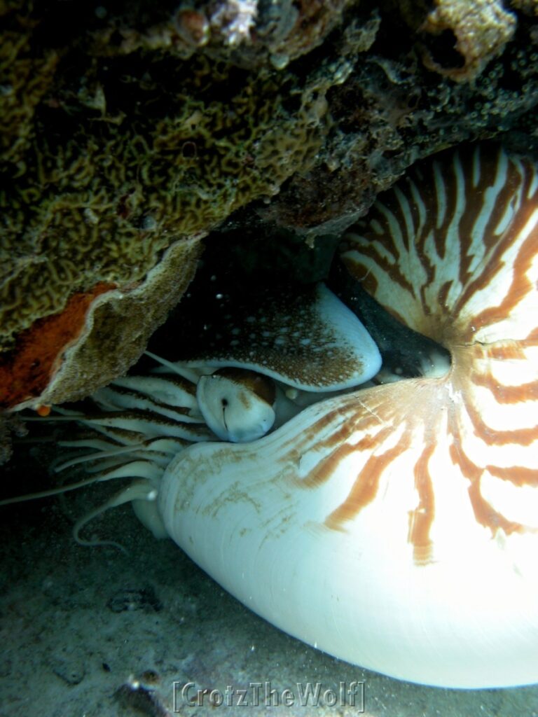 nautilus