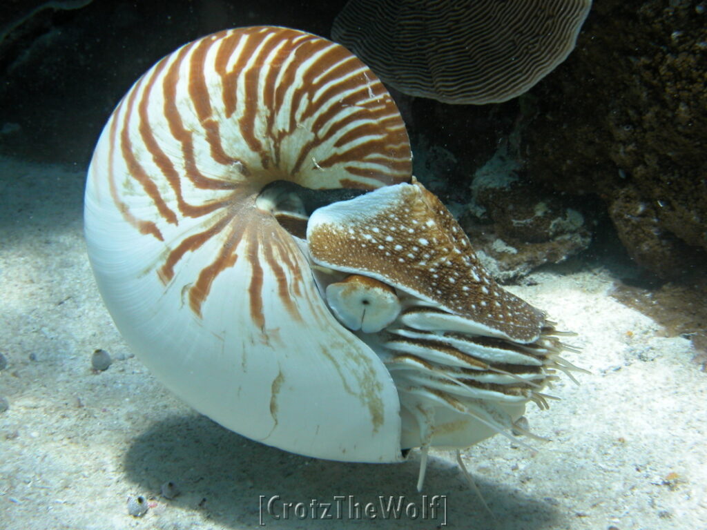 nautilus