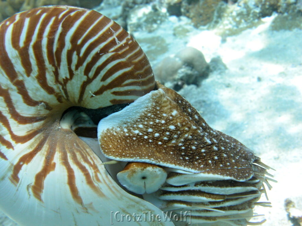 nautilus