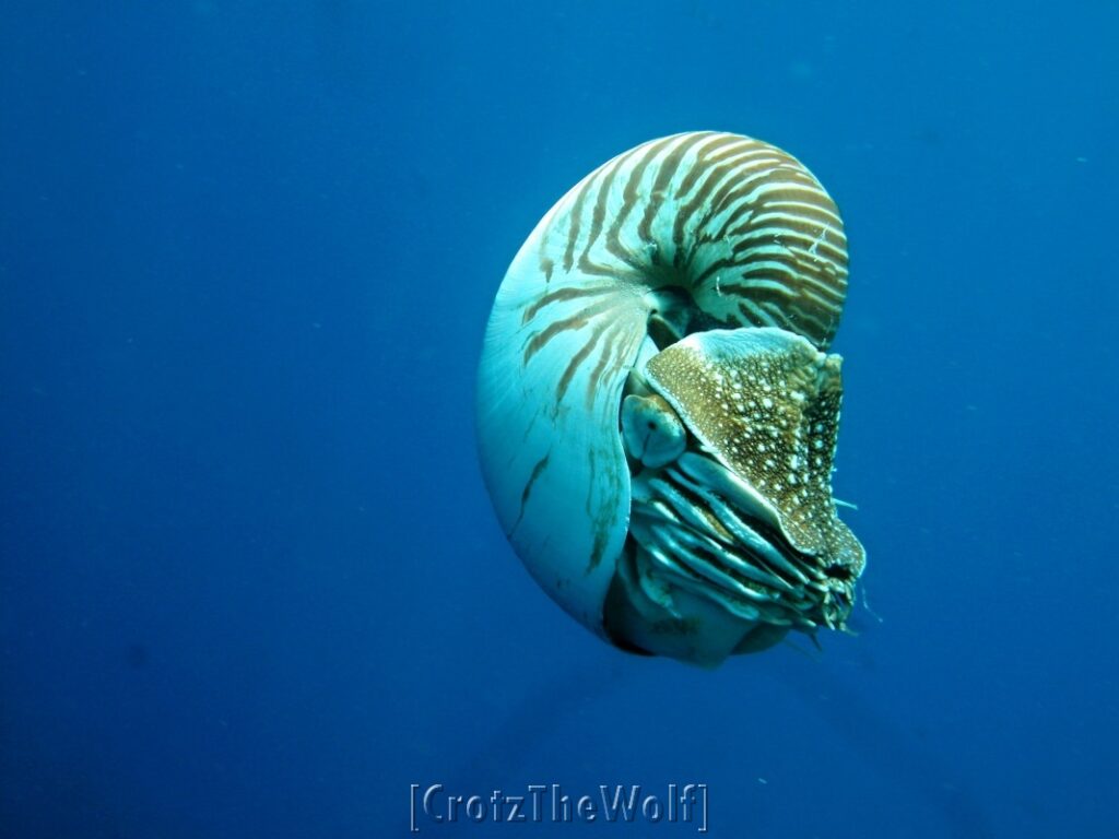 nautilus