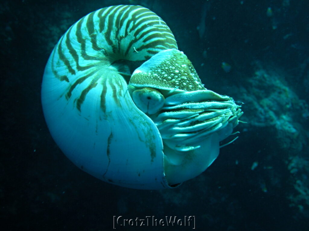 nautilus