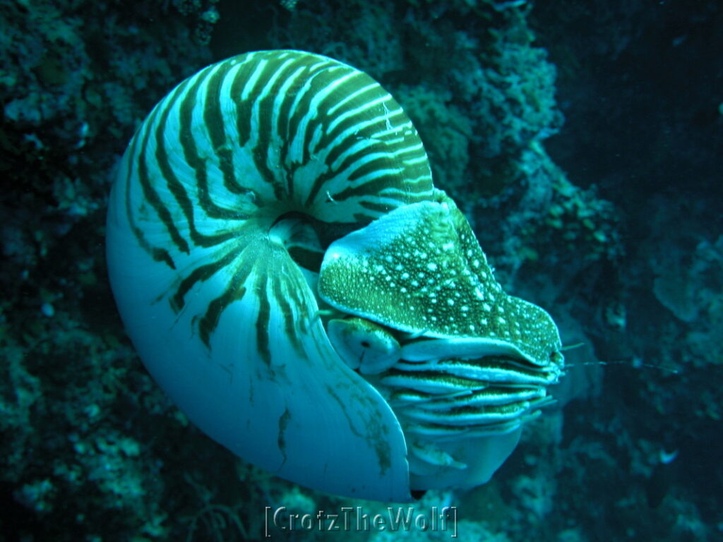 nautilus