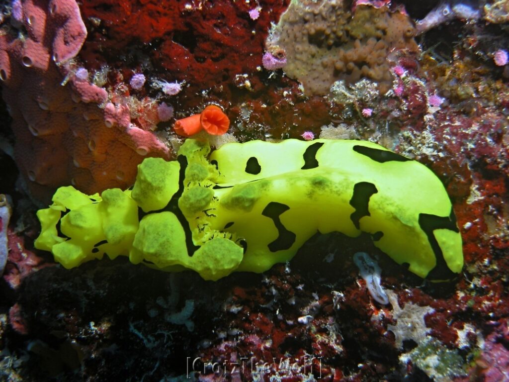 nudibranch