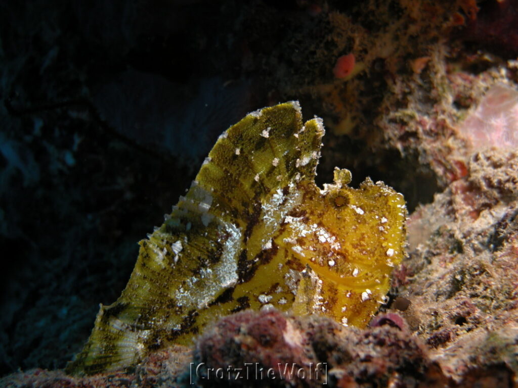 leaf scorpionfish