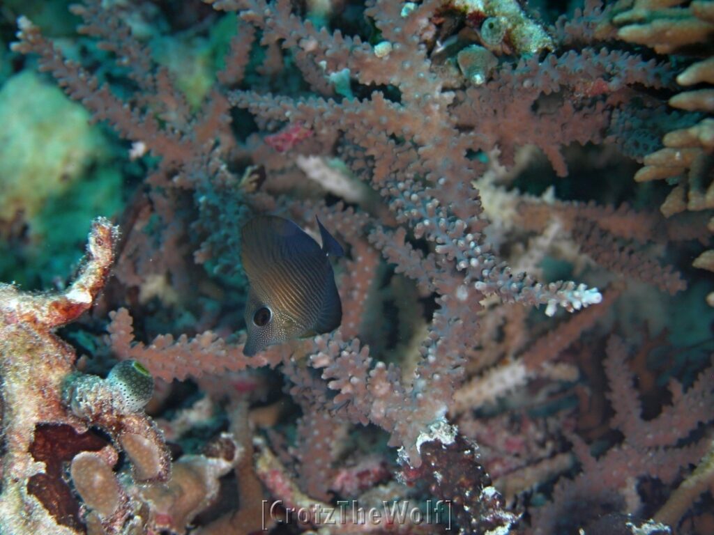 brushtail tang