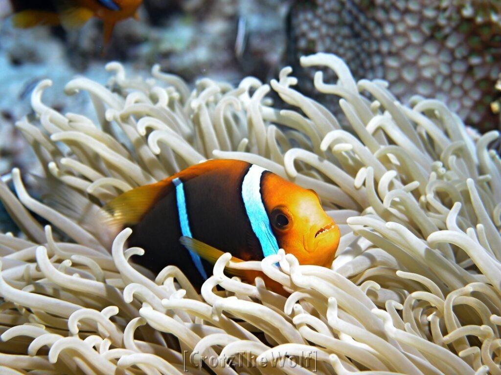 clark's anemonfish