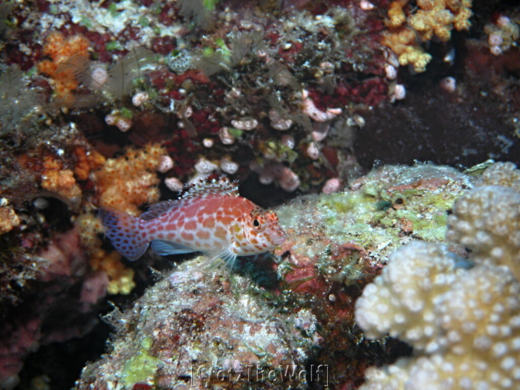 hawkfish