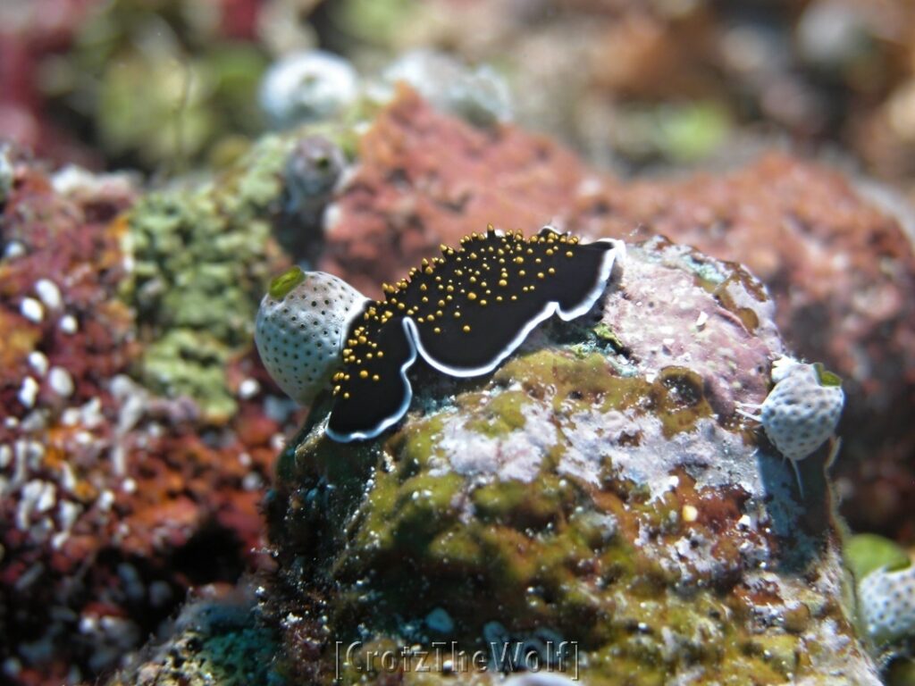 flatworm