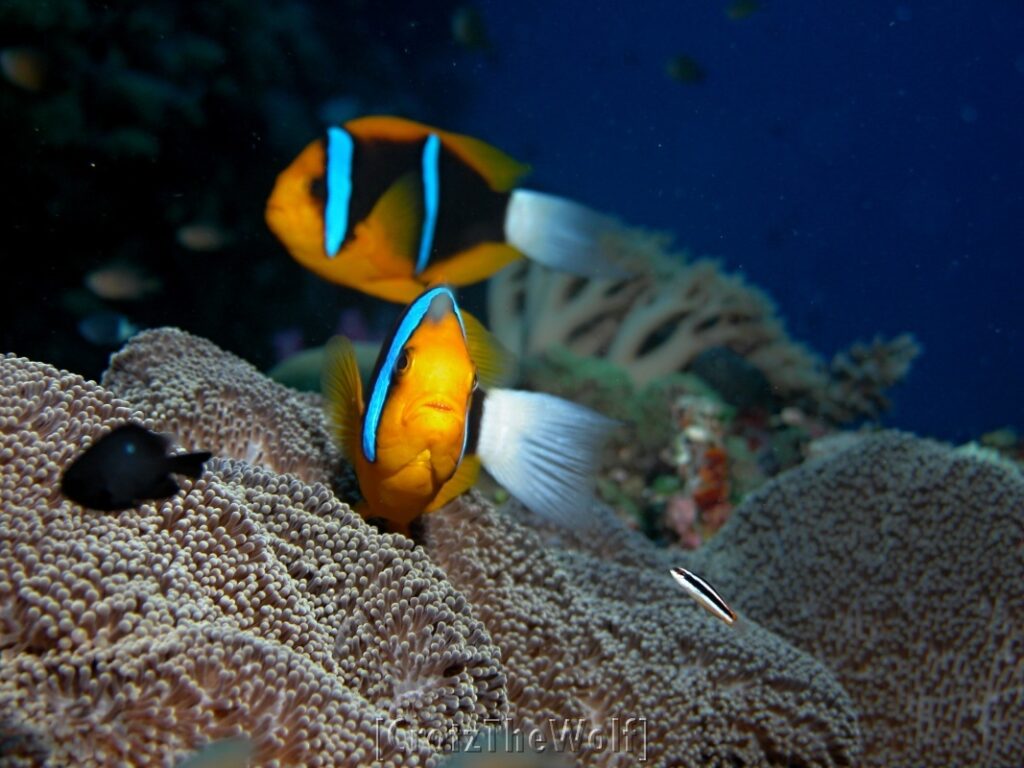 orange finned anemonfish